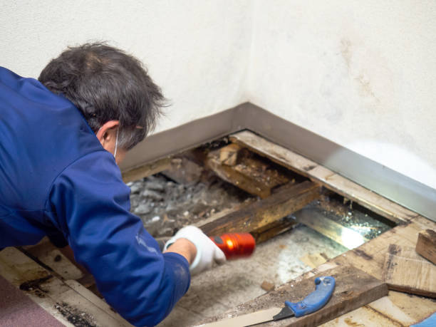 Best Attic Mold Remediation in Lannon, WI