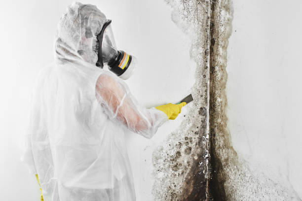 Best Basement Mold Remediation in Lannon, WI