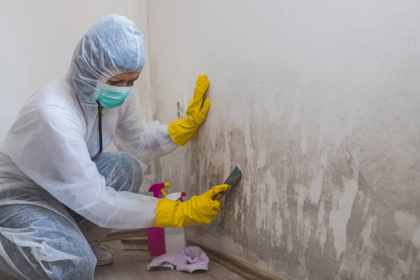 Best Mold Testing and Inspection Services in Lannon, WI