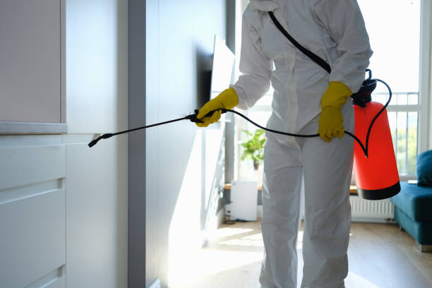Best White Mold Remediation in Lannon, WI
