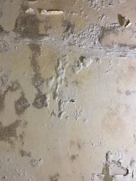 Best Residential Mold Remediation in Lannon, WI