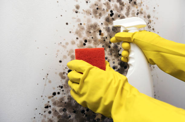 Best Insurance-Related Mold Remediation in Lannon, WI