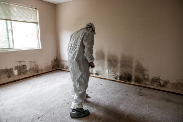 Best Residential Mold Remediation in Lannon, WI