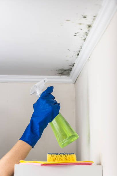 Best Crawl Space Mold Remediation in Lannon, WI