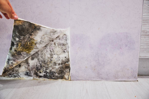 Best Mold Remediation for Schools in Lannon, WI